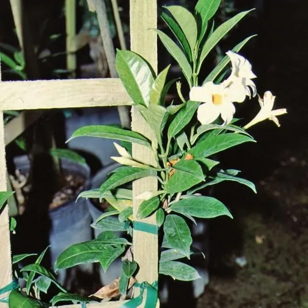 thumbnail for publication: Allamanda bolivinensis Bolivian Allamanda